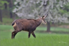 <p>KAMZÍK HORSKÝ (Rupicapra rupicapra) Lužické hory, Studenec ---- /Chamois - Gämse/</p>